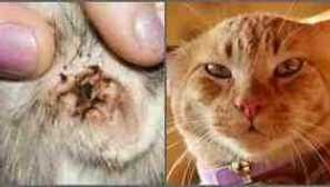 Как да се определи и лекува кърлеж в котките